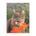 Lavendar, Nasturtium, and a Tortoiseshell Cat postcards by 3kitty Lavendar, Nasturtium, and a Tortoiseshell Cat postcards