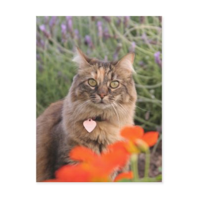 Lavendar, Nasturtium,  and a Tortoiseshell Cat Postcard by 3kitty