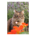 Lavendar, Nasturtium,  and a Tortoiseshell Cat posters