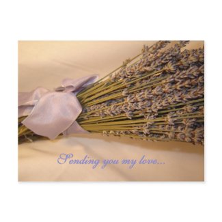 Lavendar Postcard postcard