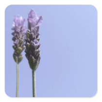 Lavendar Stickers
