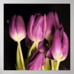 Lavendar Tulips Poster-Print