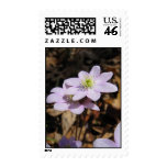 Lavendar Wildflower Postage Stamp