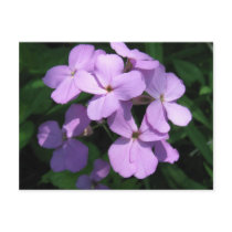 Lavendar Wildflower Postcard