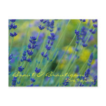 Lavendel • Save the Date Postkarte postcards by SabineStGreetings Lavendel • Save the Date Postkarte postcards