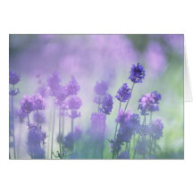 Lavender 2 greeting cards