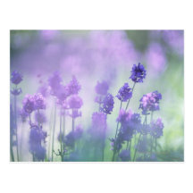 Lavender 2 postcards
