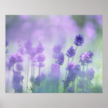Lavender 2 posters