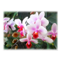 Lavender and Orange Phalaenopsis Orchids posters by OrchidArt Lavender and Orange Phalaenopsis Orchids posters