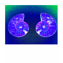 Lavender and Pink Hued  Ammonites by KLM t-shirts