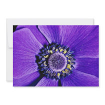 Lavender anemone, close-up  flowers invitation