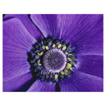 Lavender anemone, close-up flyer design