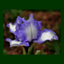 Lavender Bearded Iris Flower Poster posters