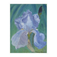 Lavender Bearded Iris print