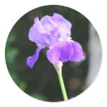 Lavender Bearded Iris stickers