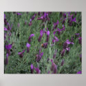 Lavender Bee Art Prints