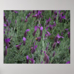 Lavender Bee Art Prints