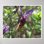 Lavender Bee Poster