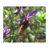 Lavender Bee Poster