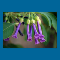 Lavender Bells posters