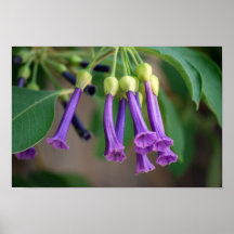 Lavender Bells Poster