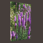 Lavender  Blazing Star Stretched Canvas Print canvas prints