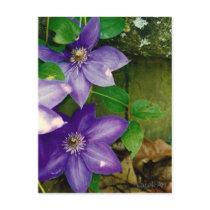 Lavender-Blue Clematis Fence Post Card