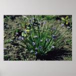 Lavender Blue-Eyed Grass (Sisyrinchium Angustifoli Poster