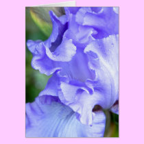 Lavender-blue Iris cards