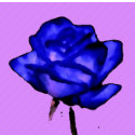Lavender Blue Poster print