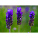 lavender card