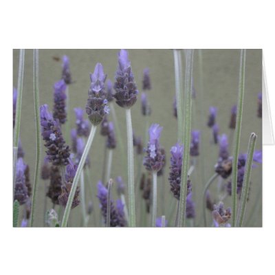 Lavender Card by DonnaGrayson_Photos