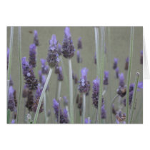 Lavender cards by DonnaGrayson_Photos Lavender cards