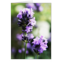 Lavender Card cards