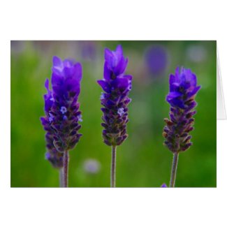 lavender card