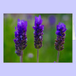 lavender cards