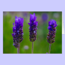 lavender cards by cardart lavender cards