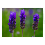 lavender card