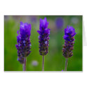 lavender cards by cardart lavender cards