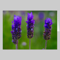 lavender cards by cardart lavender cards