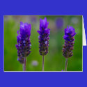 lavender cards