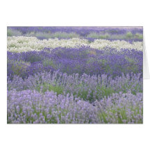 Lavender Card