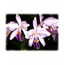 Lavender Cattleya Orchids t-shirts by ElainePlesser Lavender Cattleya Orchids t-shirts