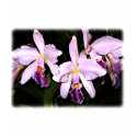 Lavender Cattleya Orchids t-shirts