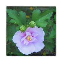 Lavender Chiffon Hibiscus magnets
