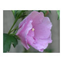 Lavender Chiffon Hibiscus posters