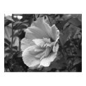Lavender Chiffon Hibiscus posters