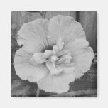 Lavender Chiffon Hibiscus Refrigerator Magnet