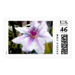 Lavender Clematis