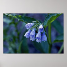 Lavender Comfrey (Symphytum Officinale) flowers Poster